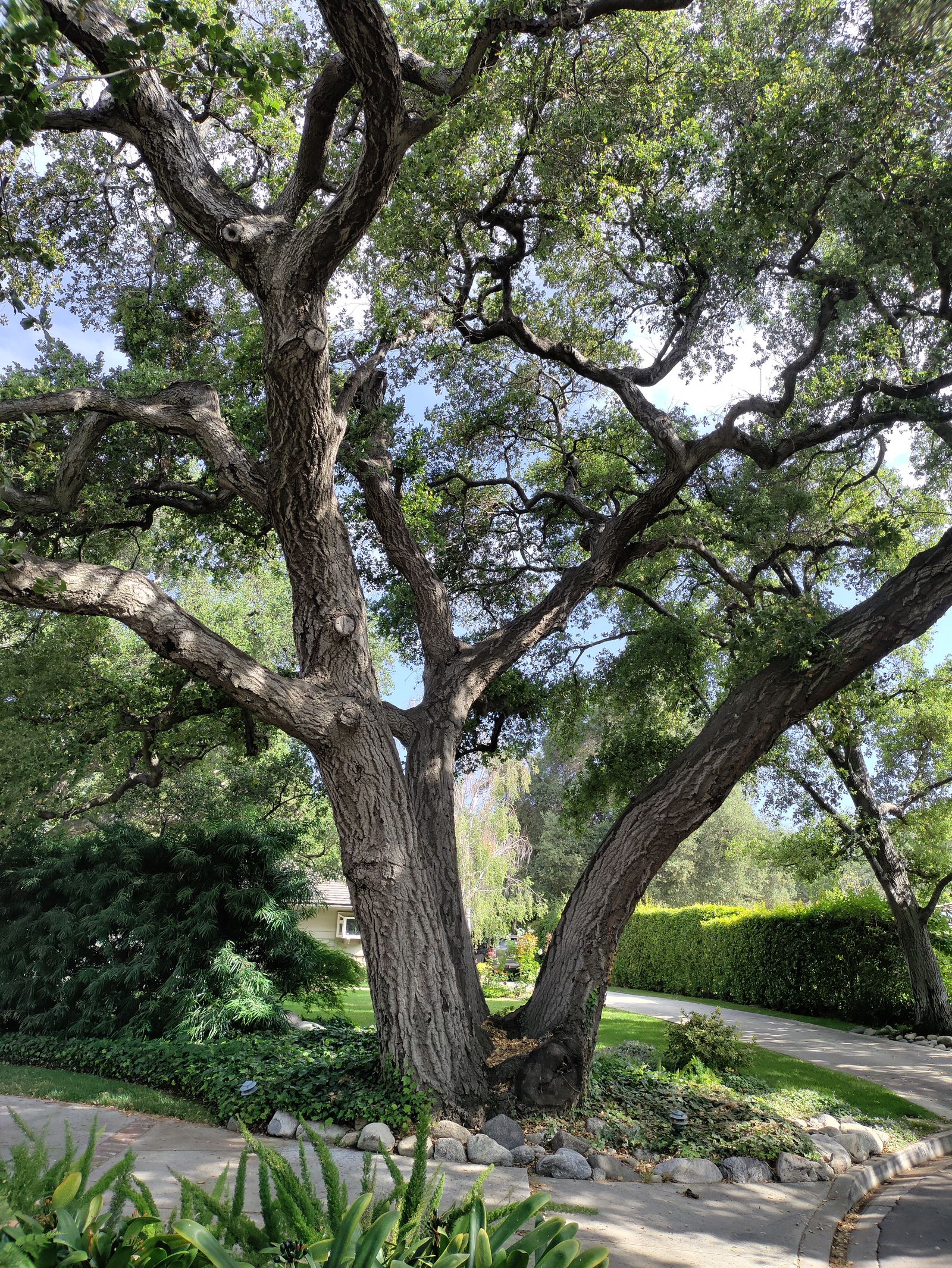 San Rafael, CA