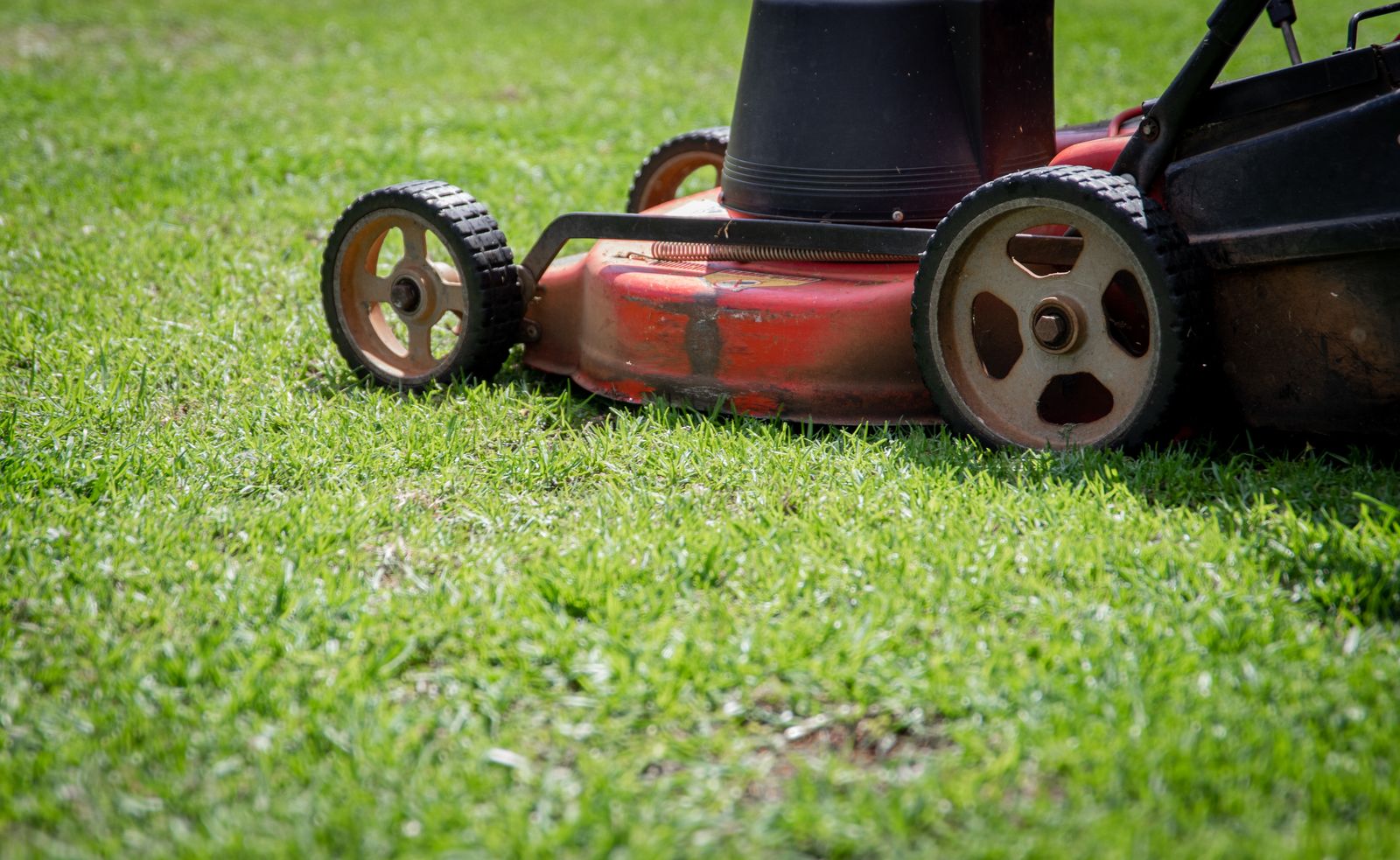 Terrain Lawn Co. lawn transformation