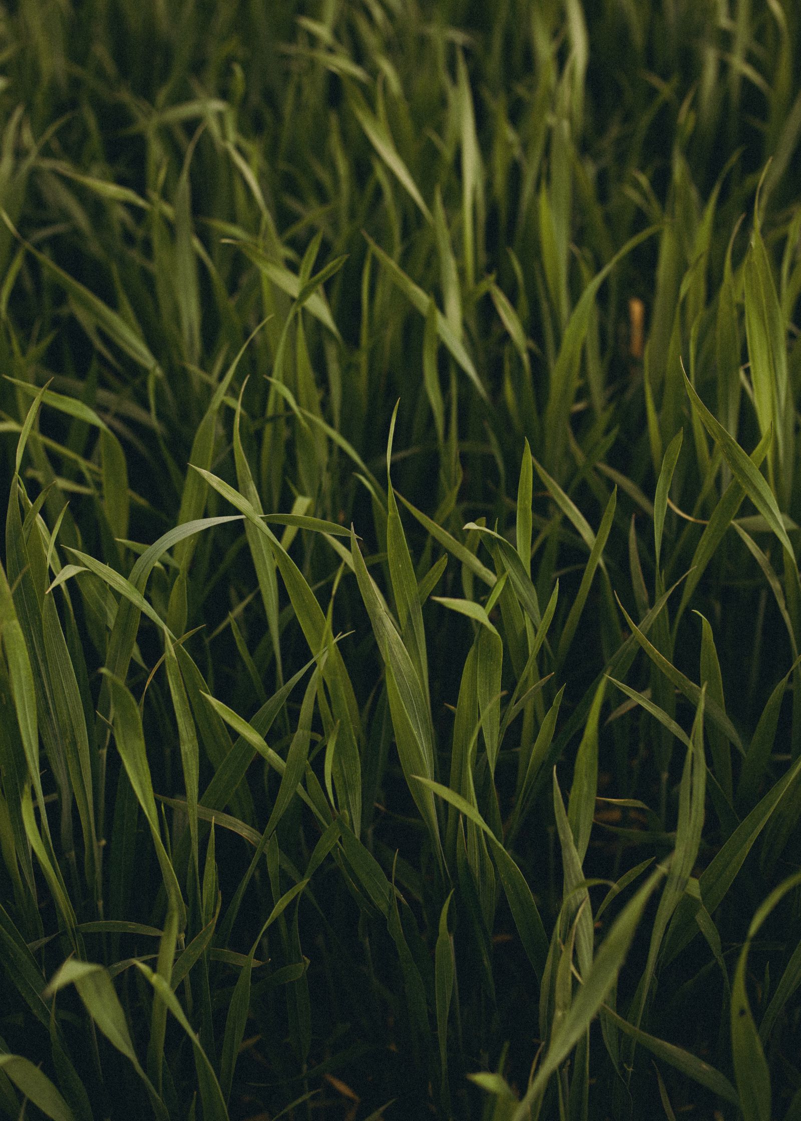 Terrain Lawn Co. lawn transformation